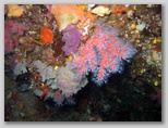 Isola d'Elba: corallo alle coralline