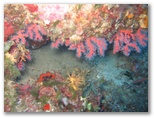 Pesci del Mediterraneo - Il Coralligeno