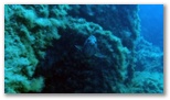 Pesci del Mediterraneo - La Cernia